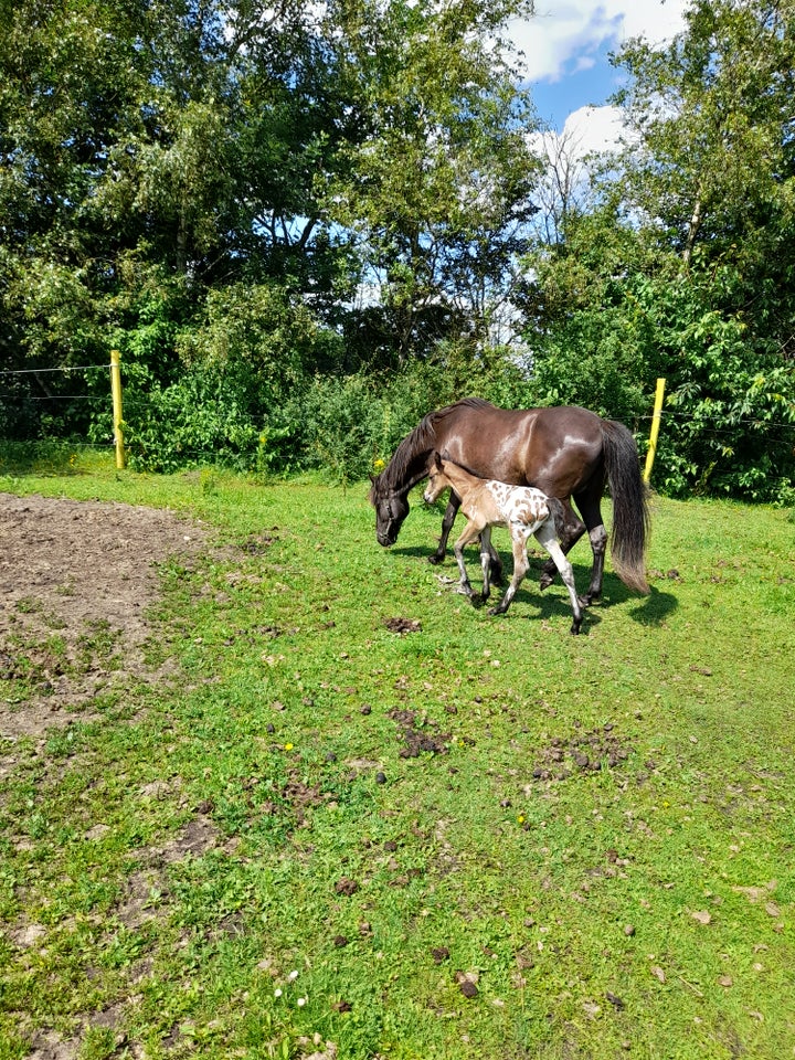 Appaloosa hingst 0 år