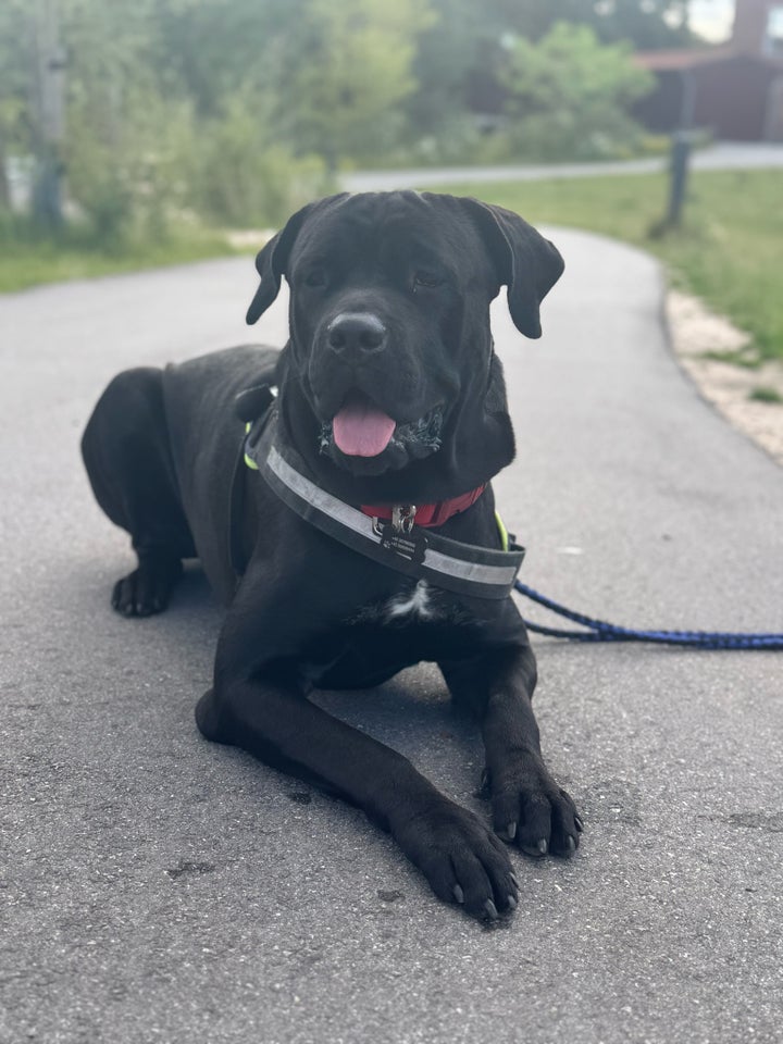 Cane Corso  hund 12 mdr