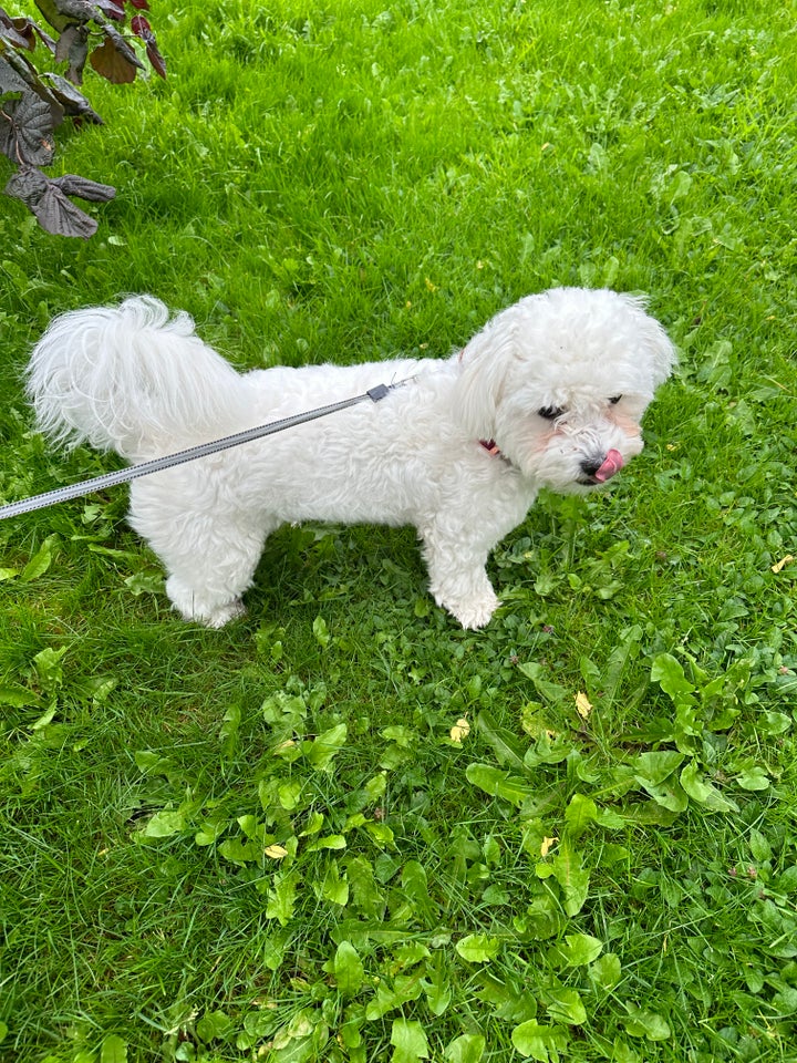 Coton de tulear, hund, 8 mdr.