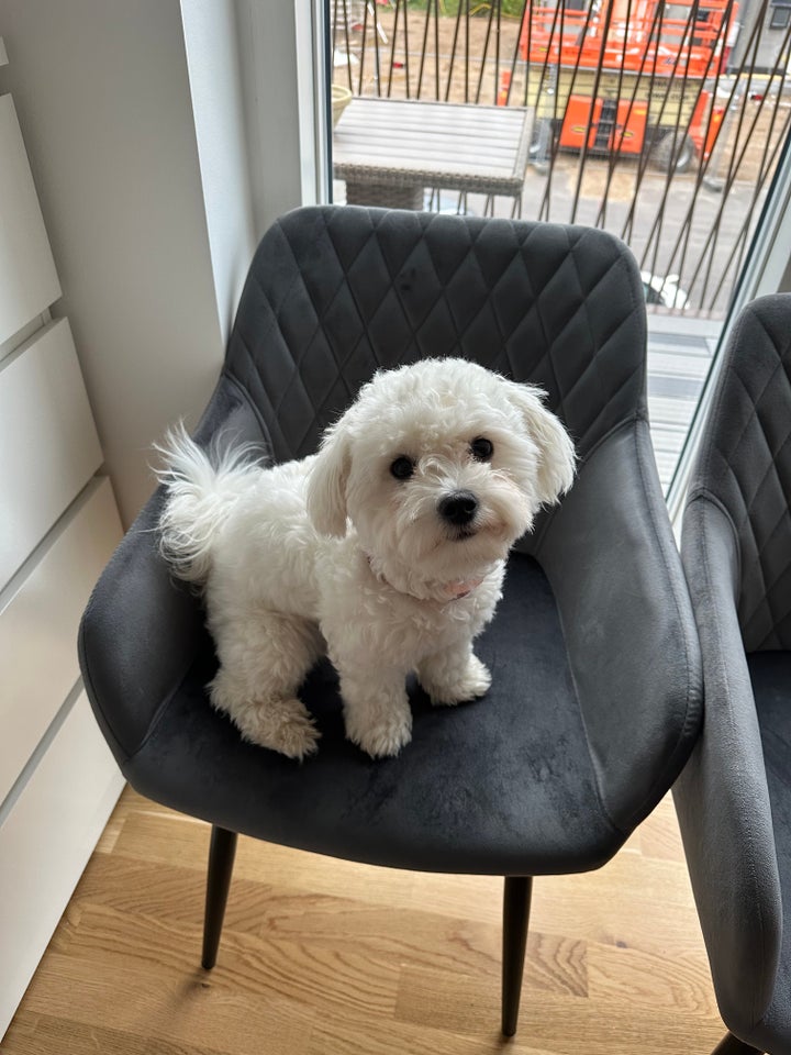 Coton de tulear, hund, 8 mdr.