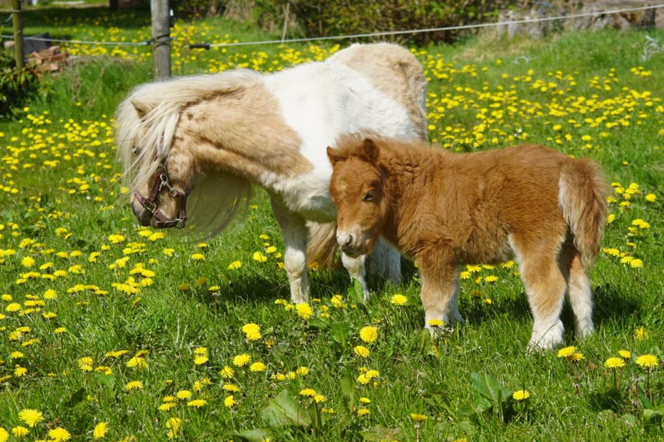 Shetlandspony hoppe 0 år