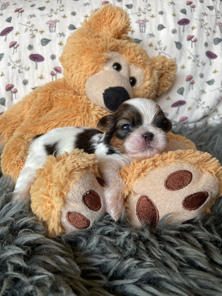 Shih Tzu-hvalpe