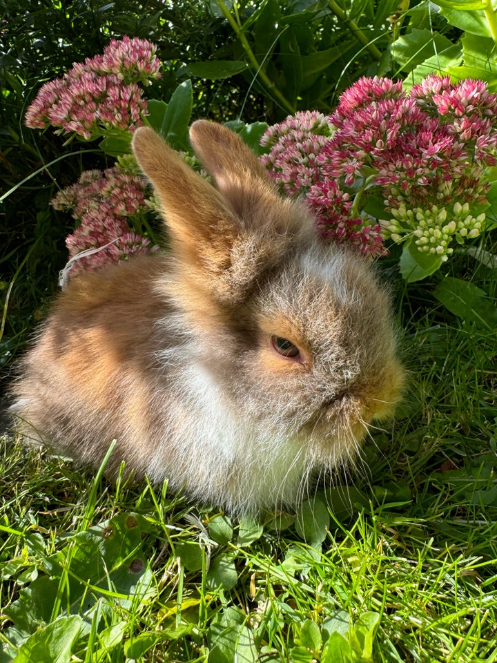 Kanin Dværgkanin/teddy