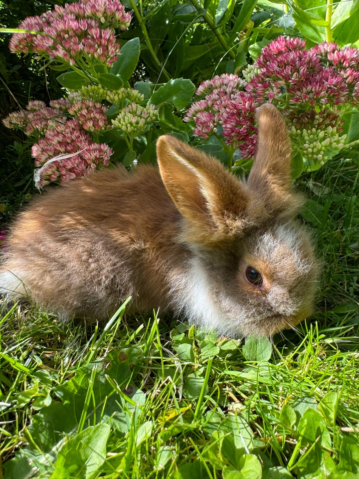 Kanin Dværgkanin/teddy