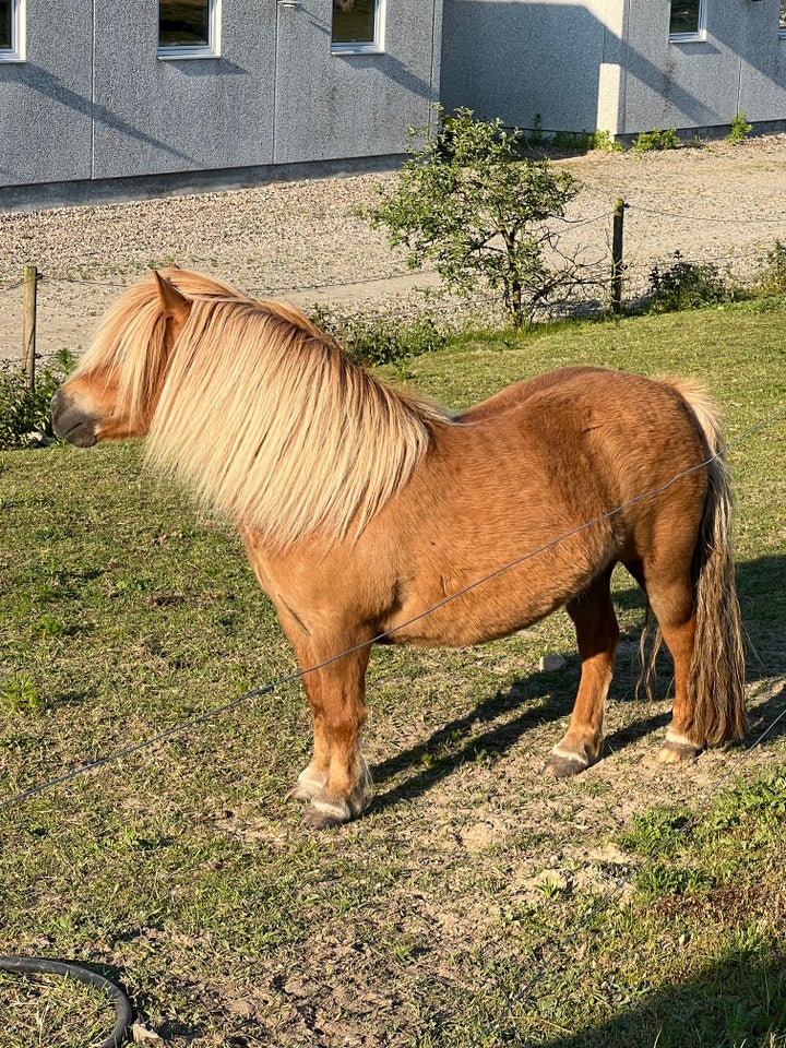 Shetlandspony hoppe 14 år