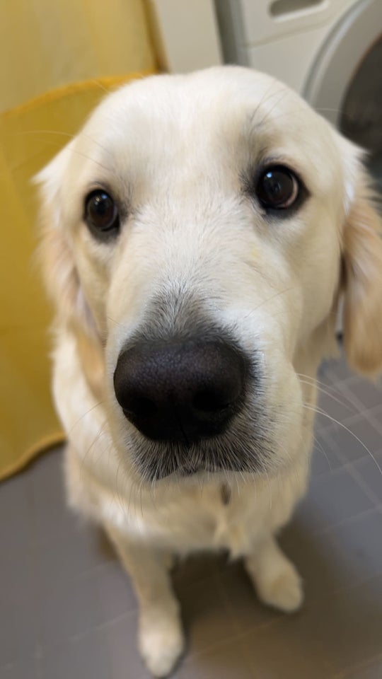 Golden Retriever, hund, 12 mdr.