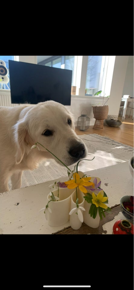 Golden Retriever, hund, 12 mdr.