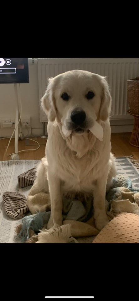 Golden Retriever, hund, 12 mdr.