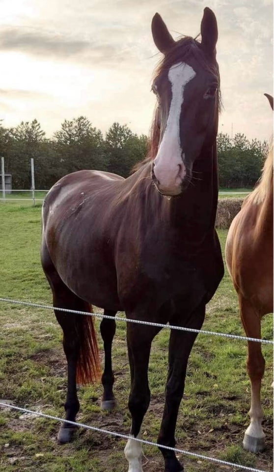 Dansk Varmblod vallak 6 år