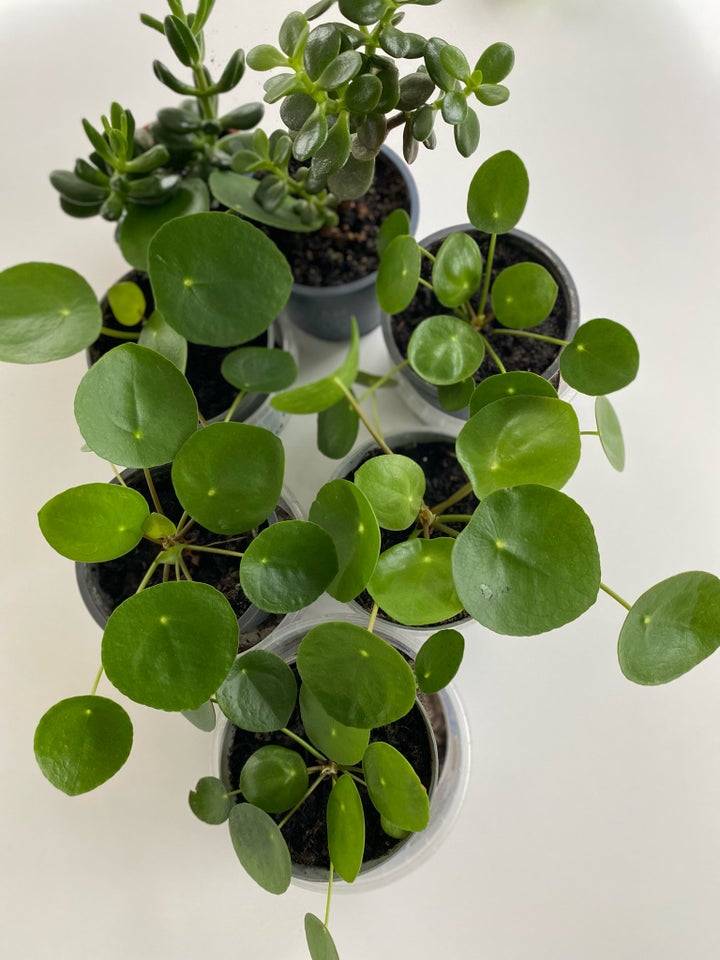 Pilea , Pilea