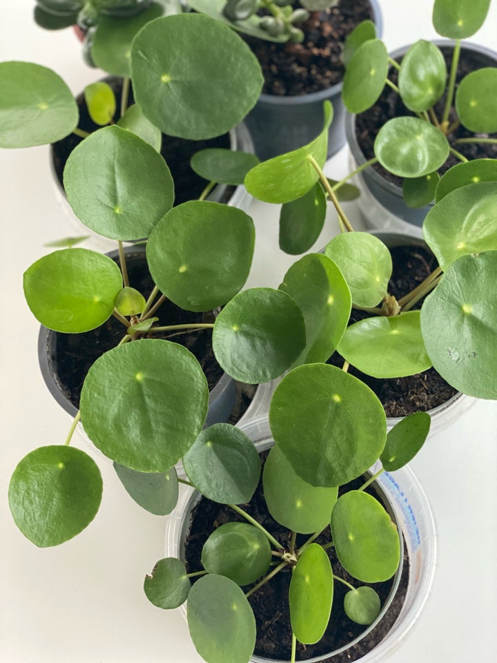 Pilea , Pilea