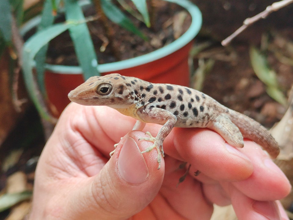 Firben Anolis sabanus