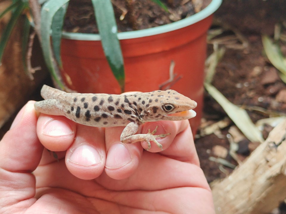 Firben Anolis sabanus