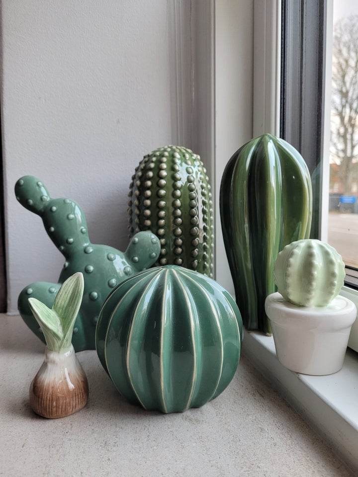 Kaktus samling + Cactus