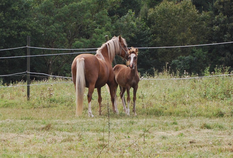 Welsh, hingst, 0 år