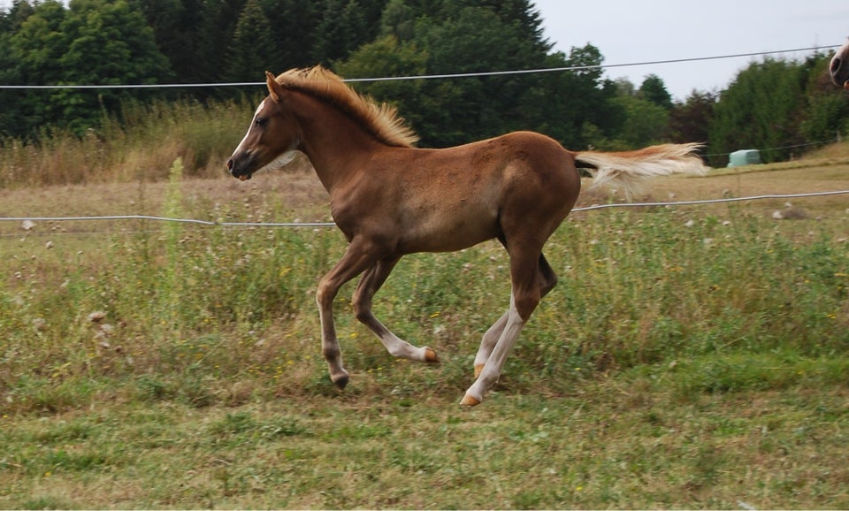 Welsh, hingst, 0 år