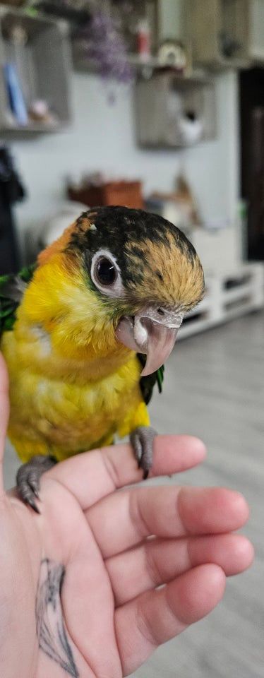 Papegøje, Caique, 0 år