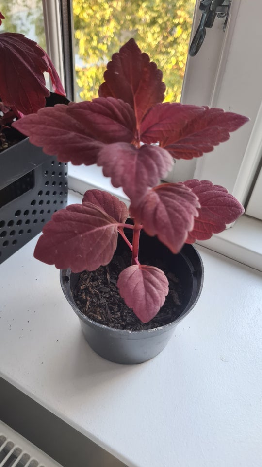 Stikling /plante Coleus