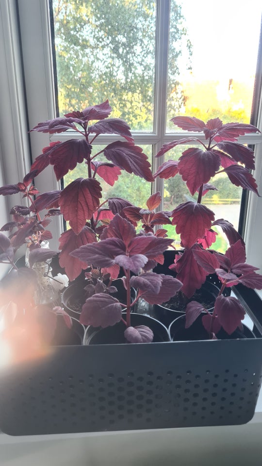 Stikling /plante Coleus