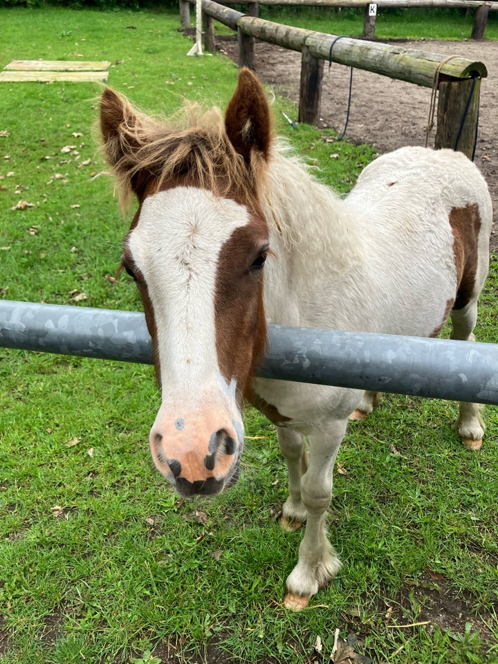 Blanding, hoppe, 0 år