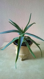 Aloe Vera planter