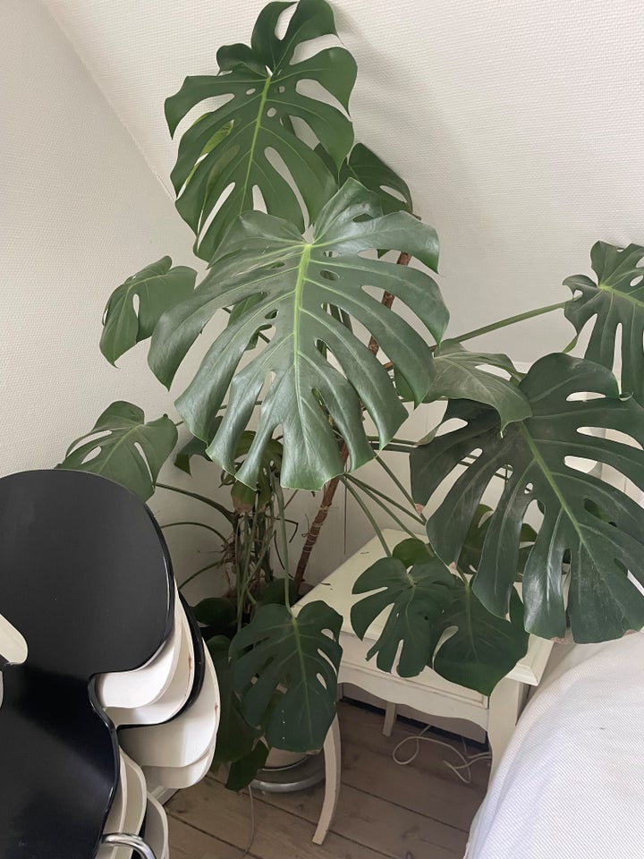 Stueplante, FingerPhilodendron