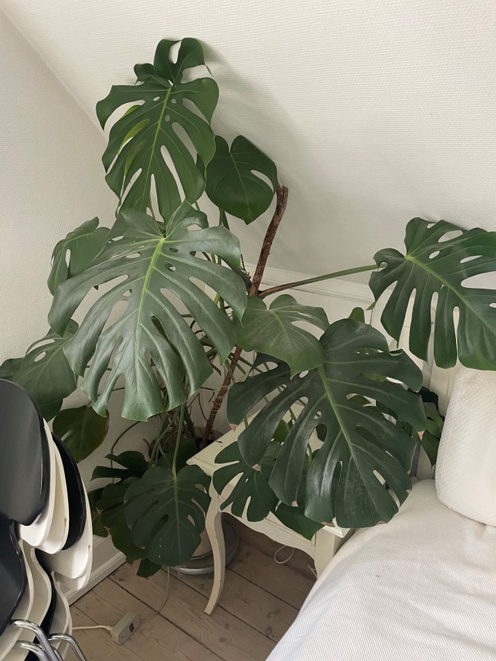 Stueplante, FingerPhilodendron