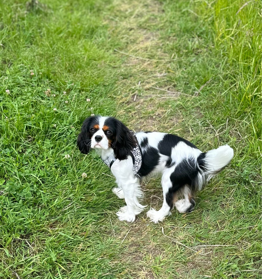 Cavapoo / Toycavapoo, hvalpe, 8