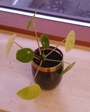 Stueplanter, Pilea peperomioides