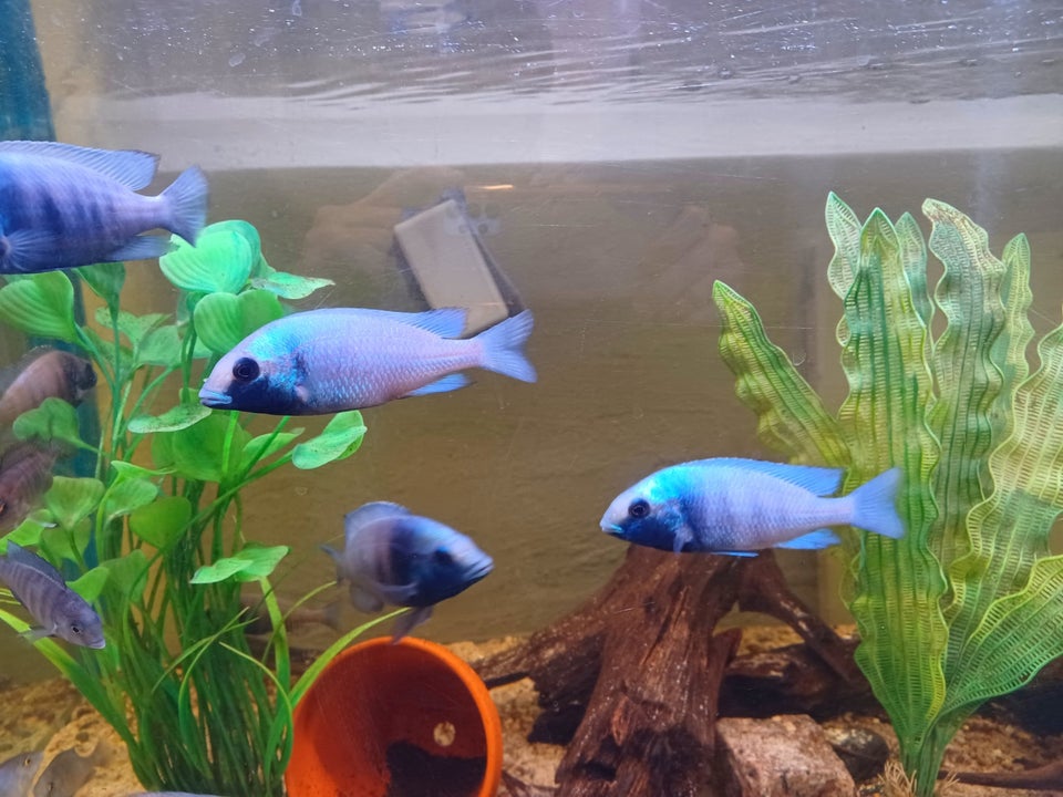 Malawi Placidochromis Gissel