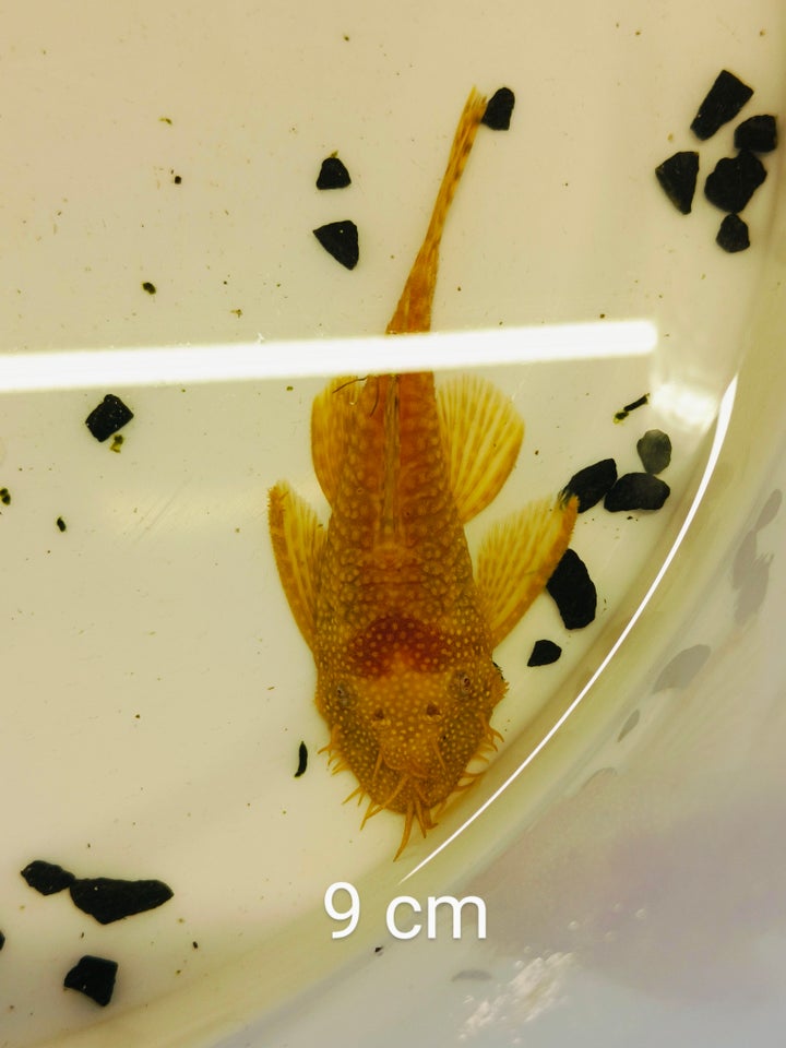 Ancistrus Albino, 1 stk.