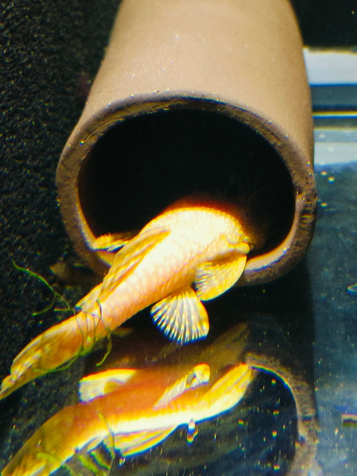 Ancistrus Albino, 1 stk.