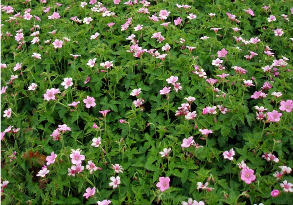 Staude storkenæb / geranium  Rose