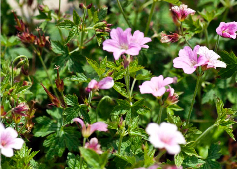 Staude storkenæb / geranium  Rose