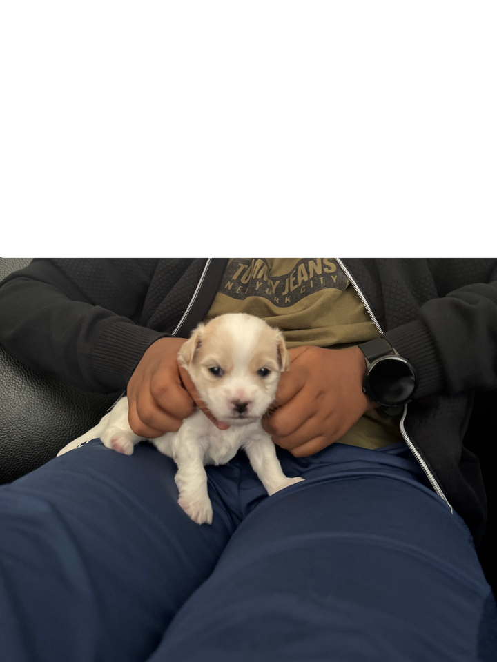 Coton de Tulear, hvalpe, 3 uger