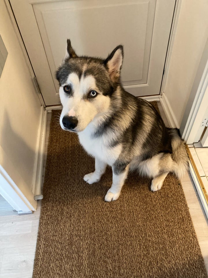 Husky, hund, 12 mdr.