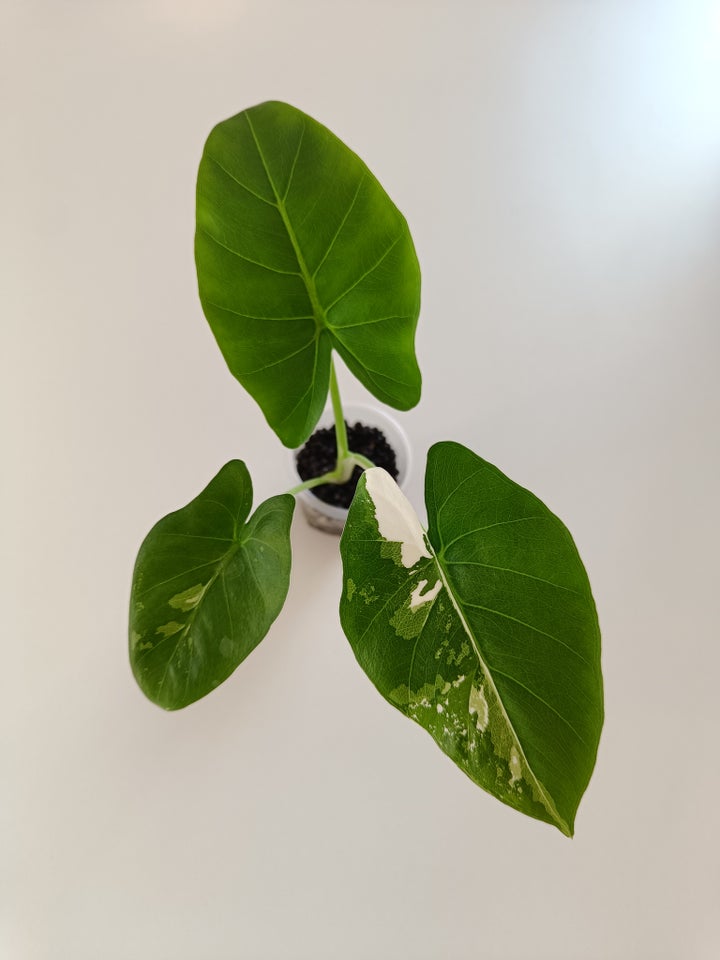 Alocasia Macrorrhiza Albo