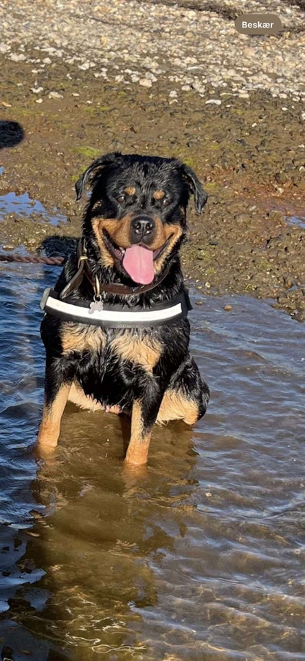 Rottweiler, tæve, 3 år