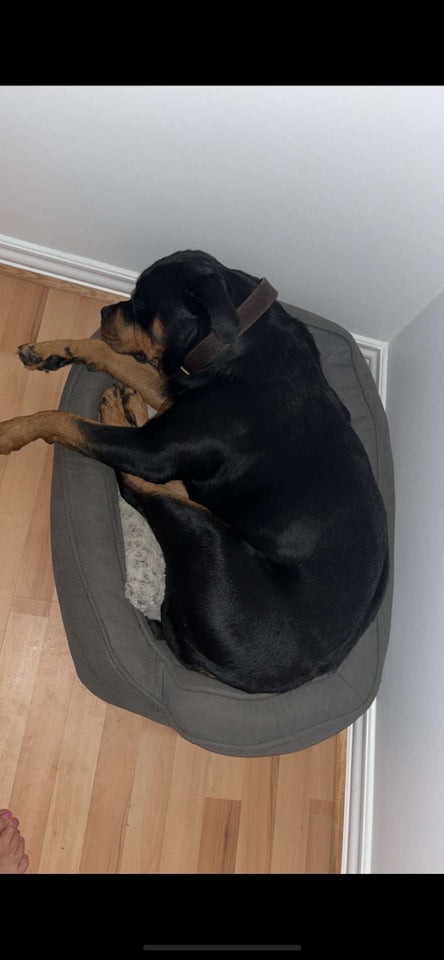 Rottweiler, tæve, 3 år