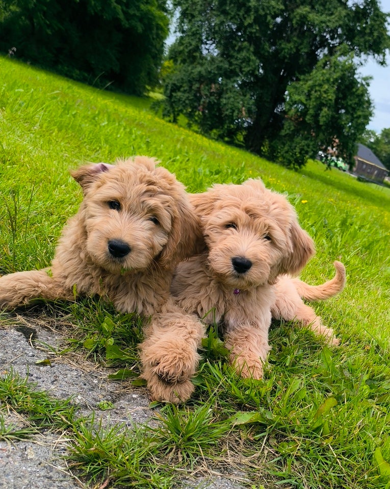 Goldendoodle hvalpe klar ti