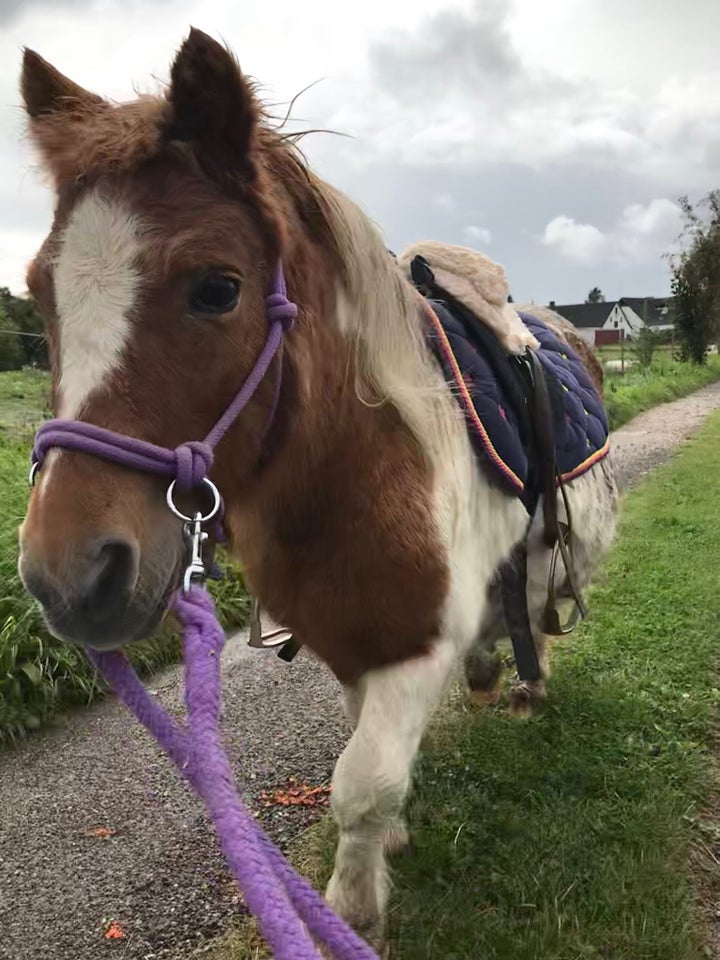 Shetlandspony, hoppe, 18 år