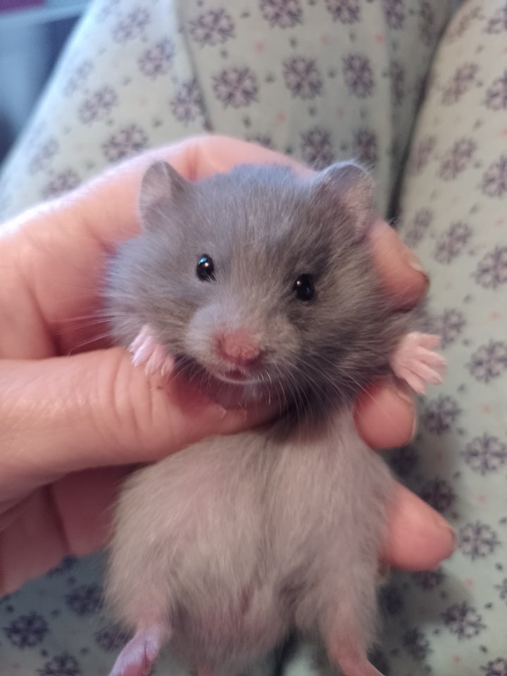 Hamster, Guldhamster, 0 år