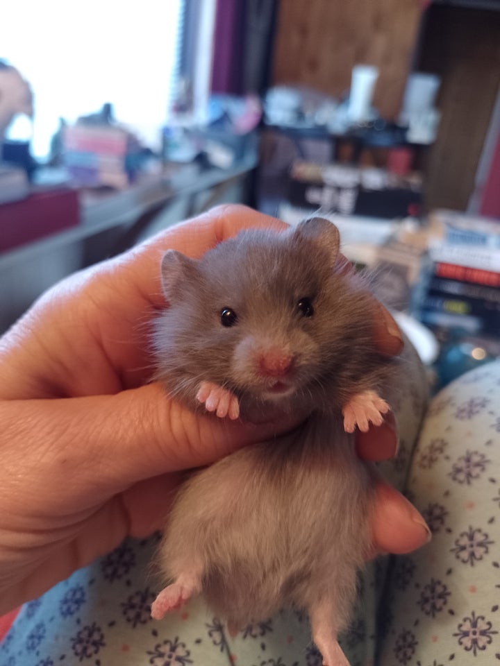 Hamster, Guldhamster, 0 år