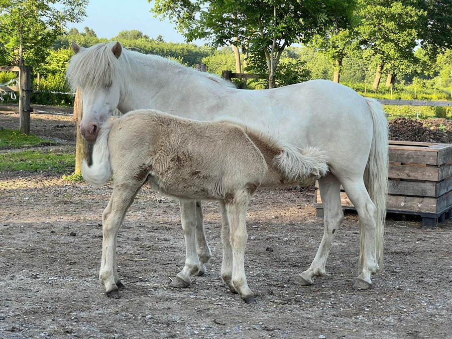 Islænder hingst 0 år