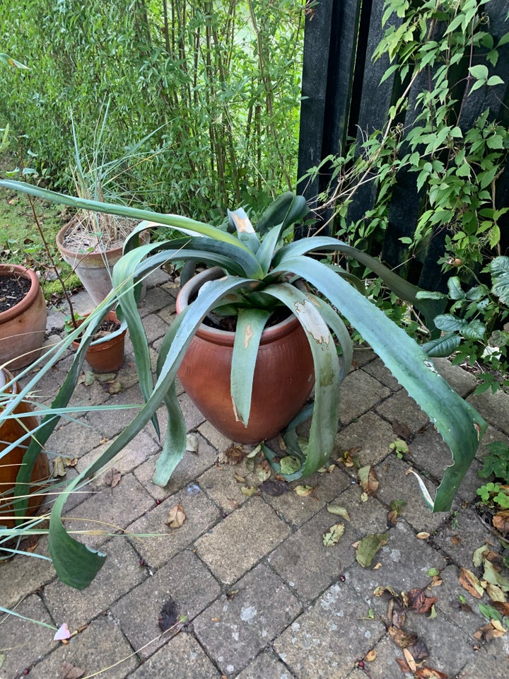 Agave