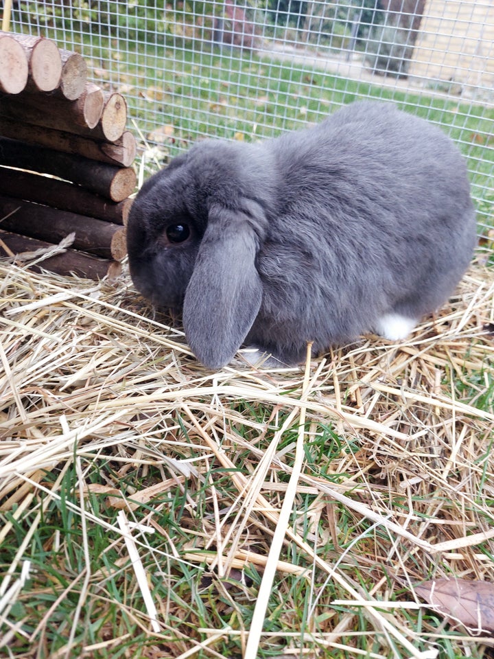 Kanin, Vædderkanin, 0 år