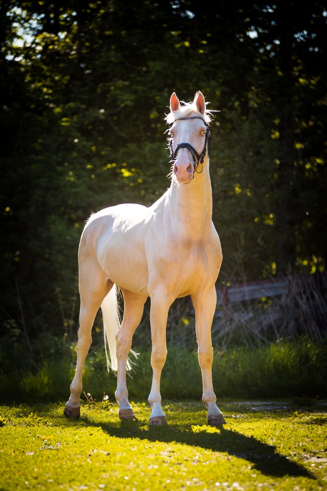 Palomino hingst 14 år