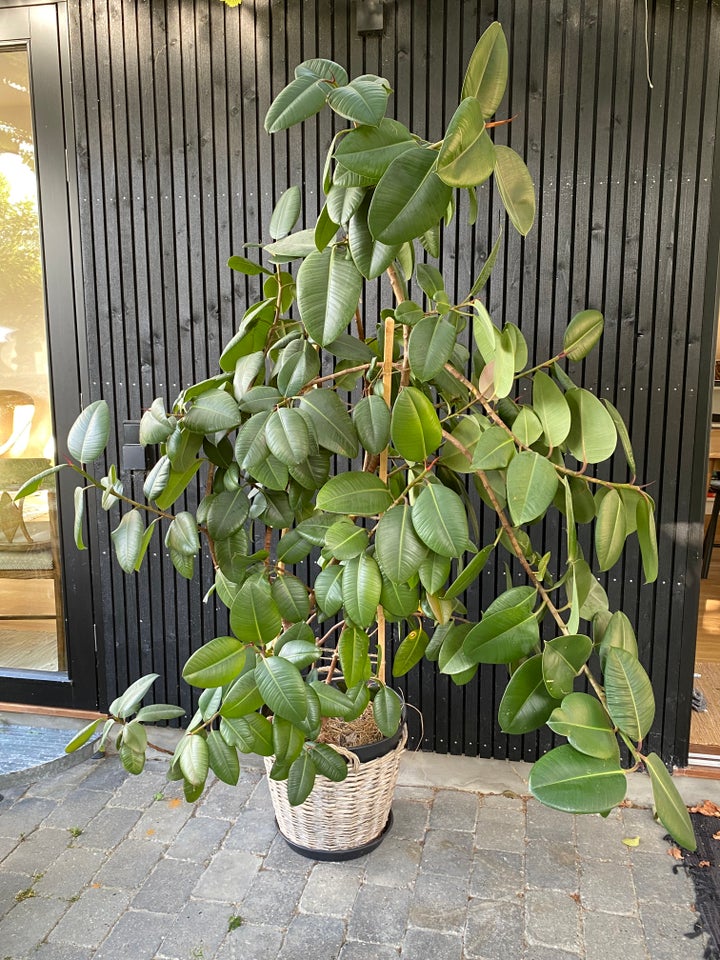 Gummitræ, Ficus elastica