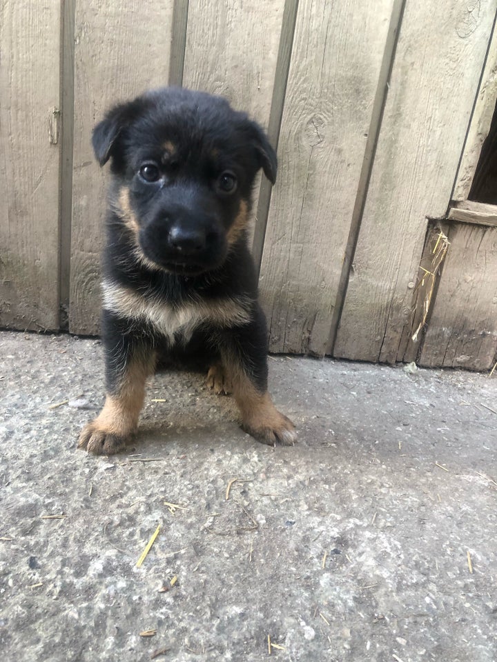 Halv malinois og halv schæferhund ,