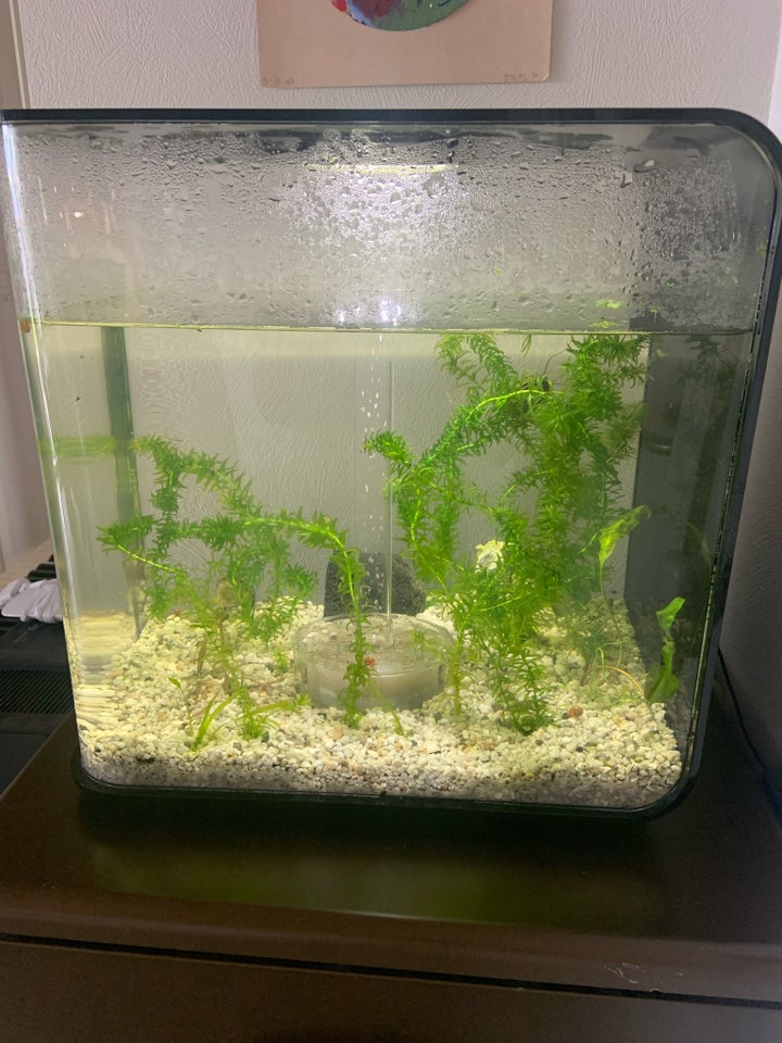 Akvarium, 30 liter